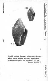 Click to enlarge