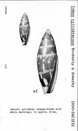 Click to enlarge