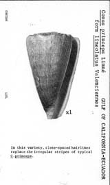 Click to enlarge