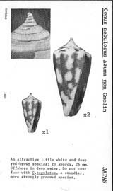 Click to enlarge