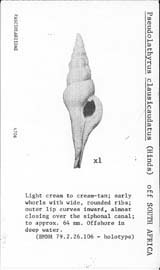 Click to enlarge