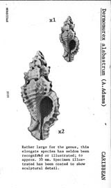 Click to enlarge