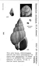 Click to enlarge