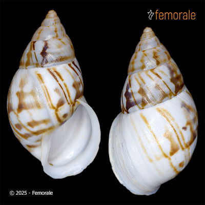 Drymaeus aff. terreus (Simone, 2015)