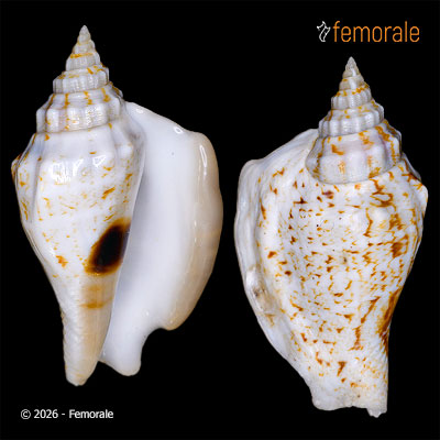 Ministrombus variabilis (Swainson, 1820)