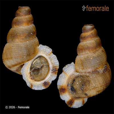 Chondropomartes irradians (L. Pfeiffer, 1852)