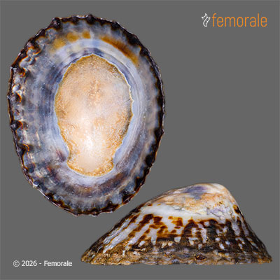 Cellana denticulata (Martyn, 1784)