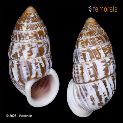 Cerion iostoma (L. Pfeiffer, 1854)
