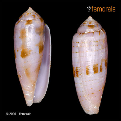 Conus viola Cernohorsky, 1977