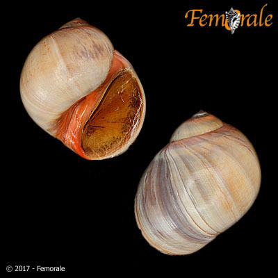 enlarge photo