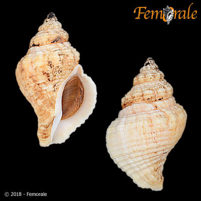 enlarge photo
