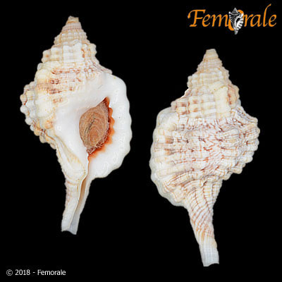 enlarge photo