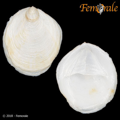 enlarge photo