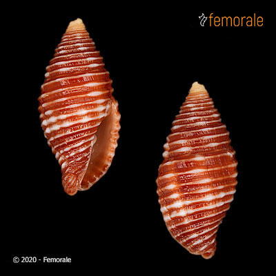 enlarge photo