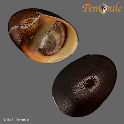Neritina squamaepicta (Récluz, 1843)