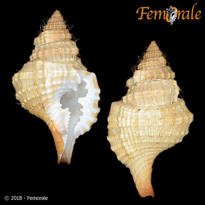 enlarge photo