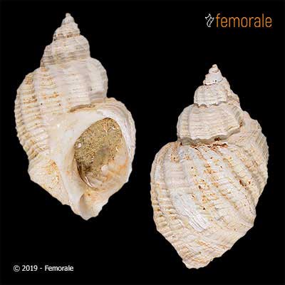Cancellaria altavillae (Libassi, 1859)†