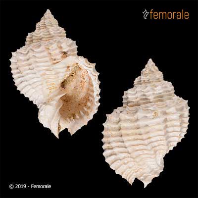 Bivetiella cancellata (Linnaeus, 1767)†