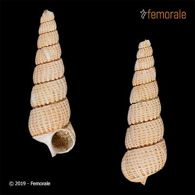 Clathroscala cancellata (Brocchi, 1814)†