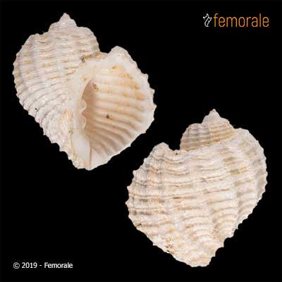 Cancellaria cassidea (Brocchi, 1814)†