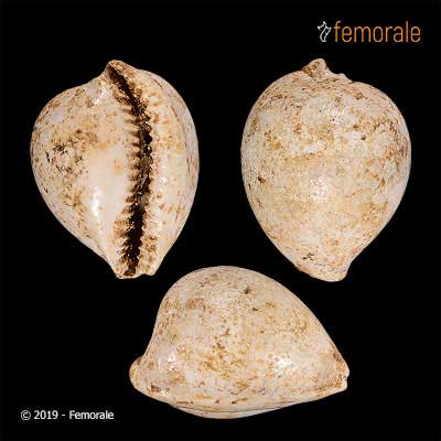 Austrocypraea contusa McCoy, 1877†