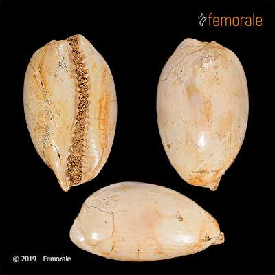 Austrocypraea subsidua Tate, 1890†