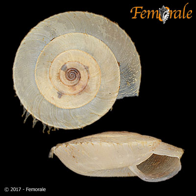 Plectotropis applanata (Möllendorff, 1884)