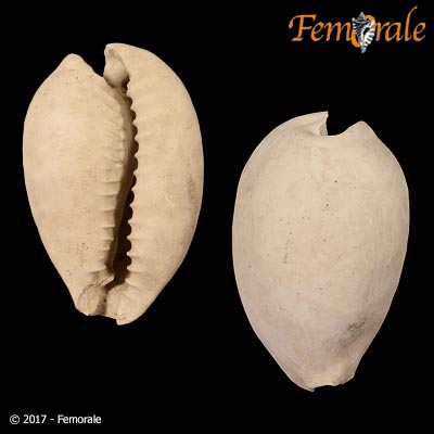 Calusacypraea sp. 222078†