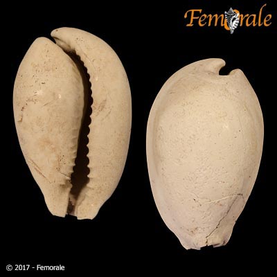 Calusacypraea myakka Petuch, 2004†