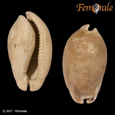 Akleistostoma juliagardeberae Petuch & Drolshagen, 2011†