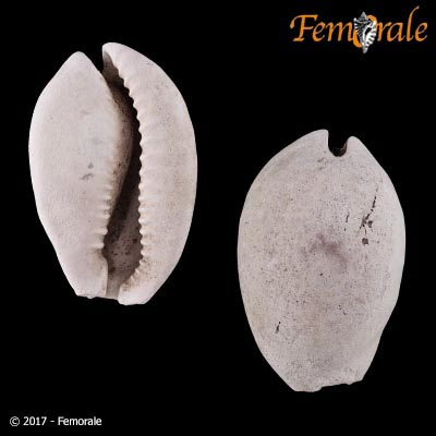 Akleistostoma patula Petuch & Drolshagen, 2011†