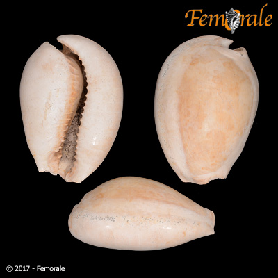 Akleistostoma hughesi Olsson & Petit, 1964†