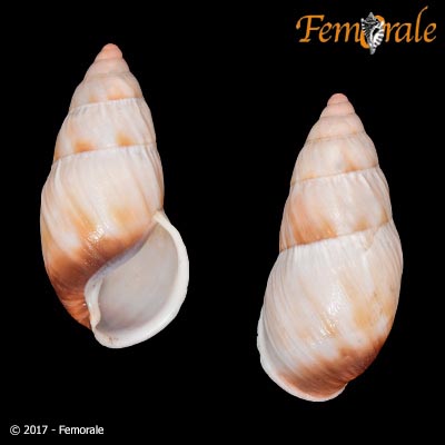Pseudachatina martensi d´Ailly, 1896