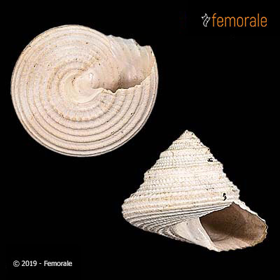 Calliostoma willcoxianum Dall, 1992†