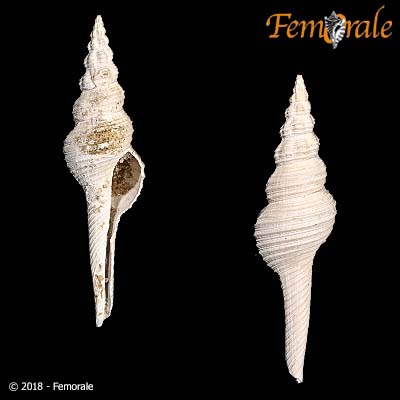 Fusinus watermani (M. Smith, 1940)†