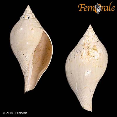 Athleta bulbula (Lamarck, 1803)†