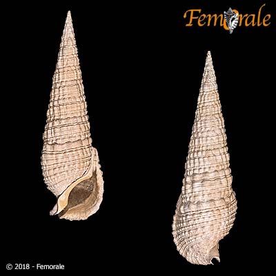 Cerithioclava caloosaense (Dall, 1892)†