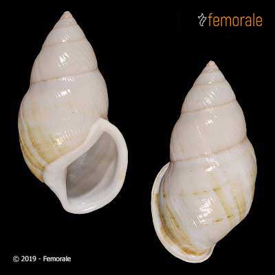 Amphidromus ingens (Möllendorff, 1900)