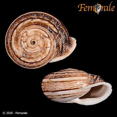 enlarge photo