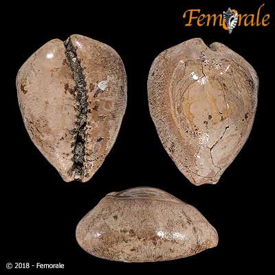 Barycypraea murisimilis (Martin, 1879)†