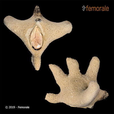 Hydrocorella sp. 165200