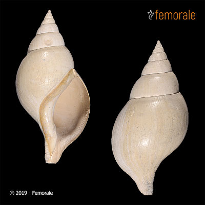 Fasciolaria evergladesensis Petuch, 1991†