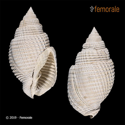 Cancellaria calusa Petuch, 1994†