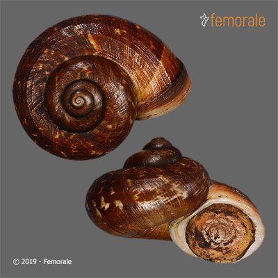 enlarge photo
