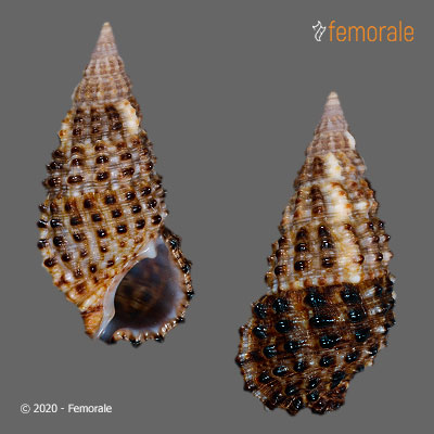 enlarge photo