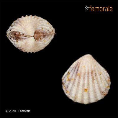 Pleuromeris tridentata (Say, 1826)