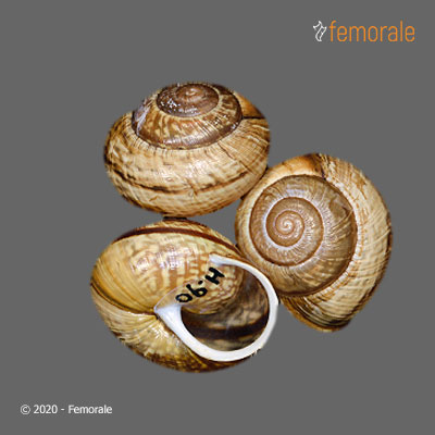 enlarge photo