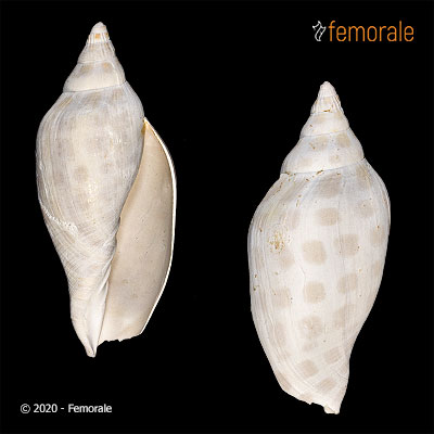 Scaphella floridana Heilprin, 1887†