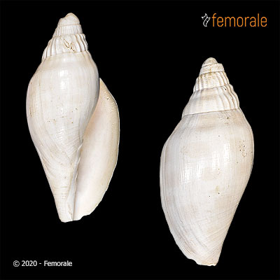 Scaphella oleiniki Petuch, 1994†