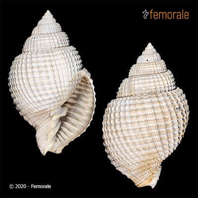 Cancellaria leonensis Mansfield, 1930†